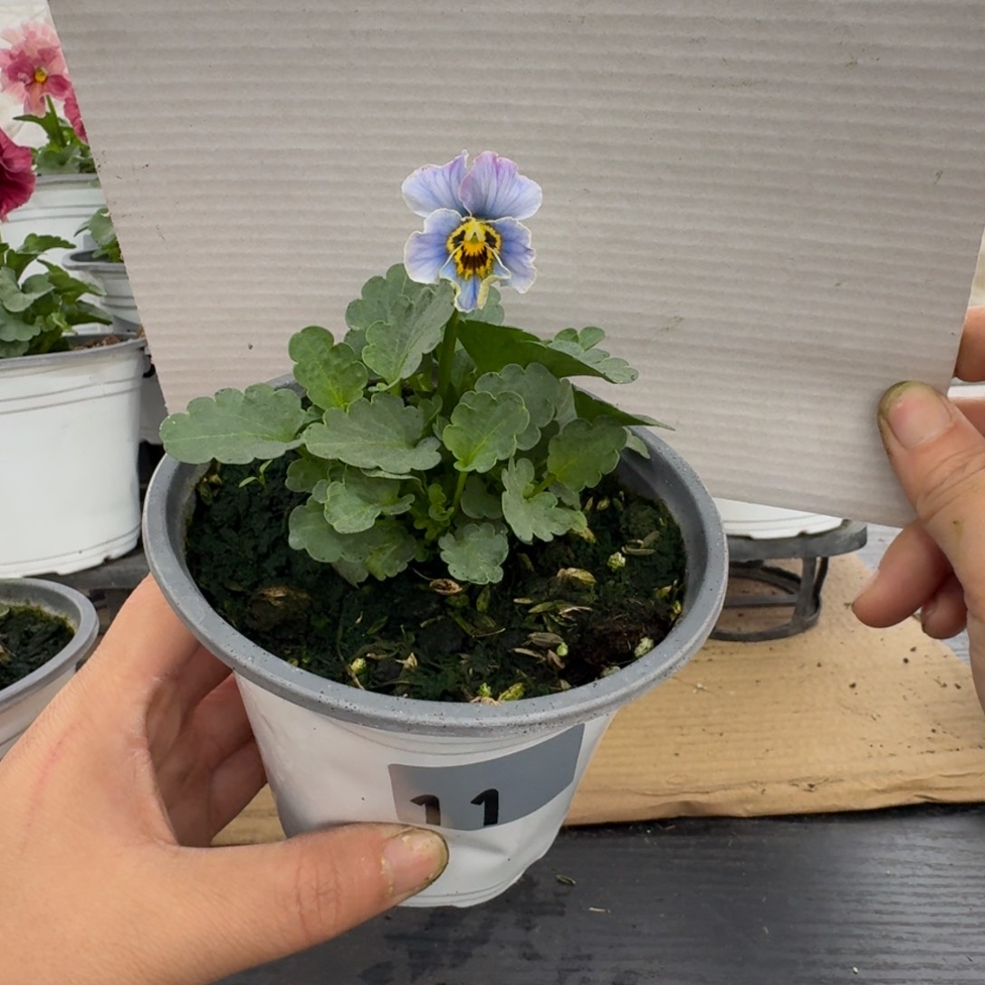 全部花朵11号角堇