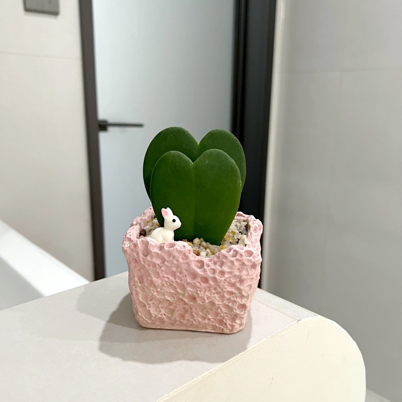 【喜半阴】心叶球兰小盆栽室内桌面多肉绿植好养情人节送礼好看植物