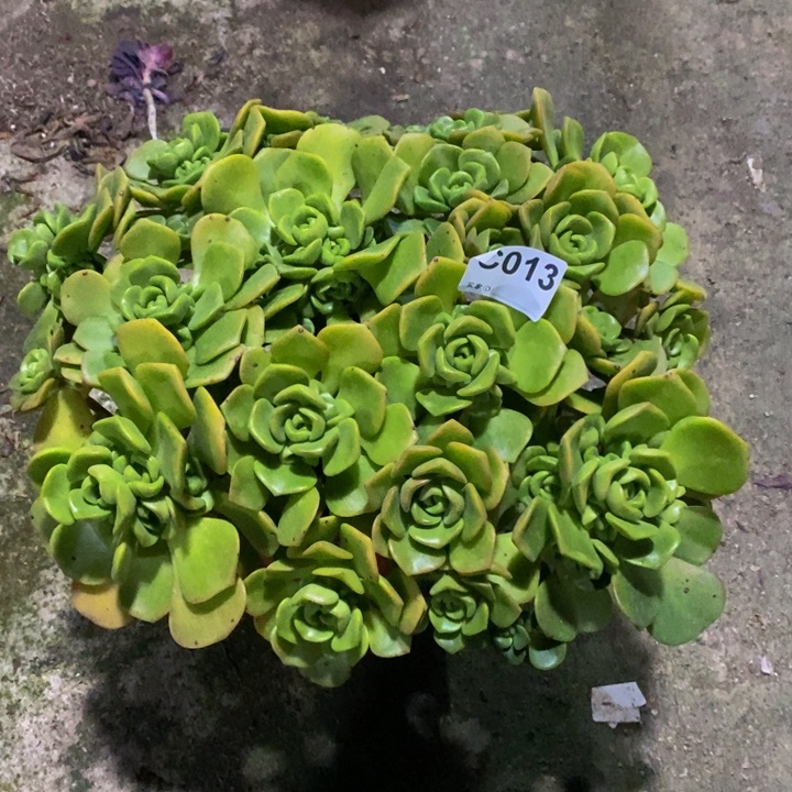 百合丽丽多肉植物013