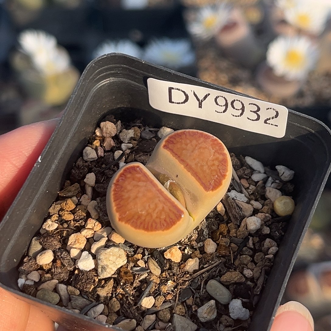 一物一拍菊母本9932全窗红窗菊