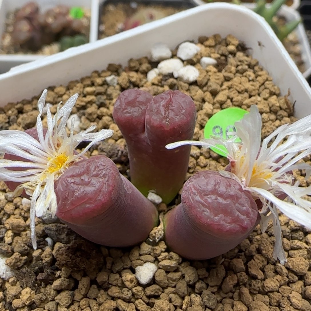 红风铃白花多肉905