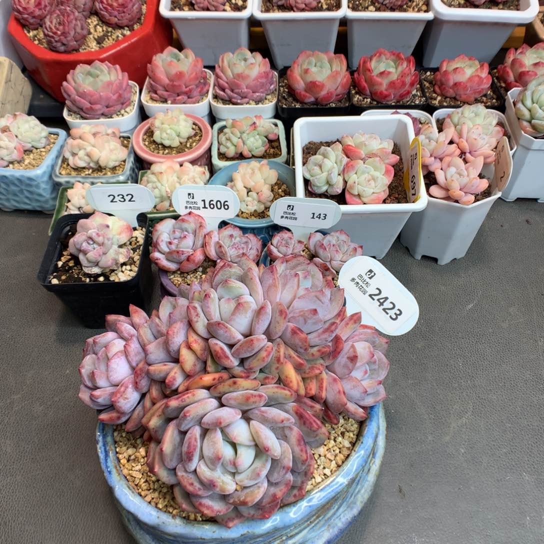 2423 紫红皮星影多肉