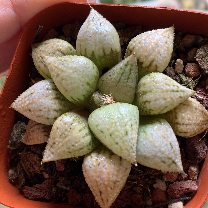 世界一号白银带盆土发货