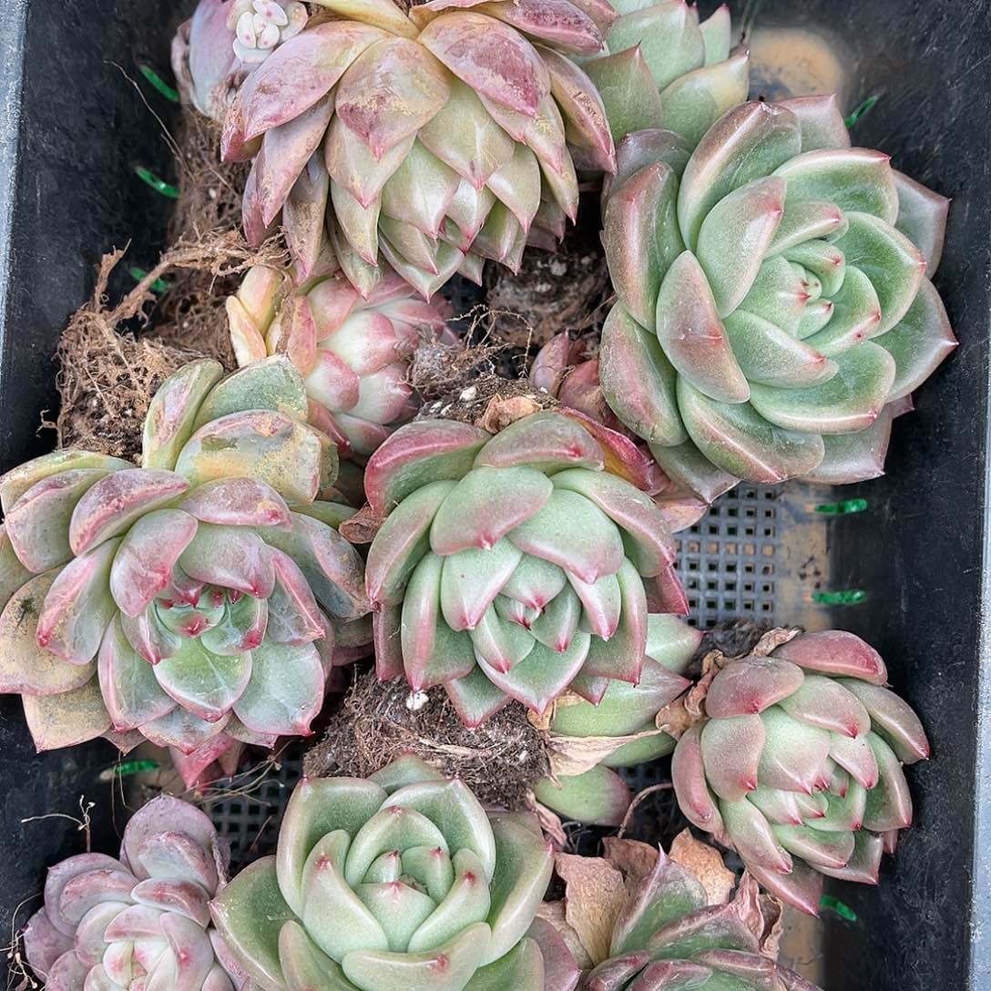 多肉一物一拍25-110