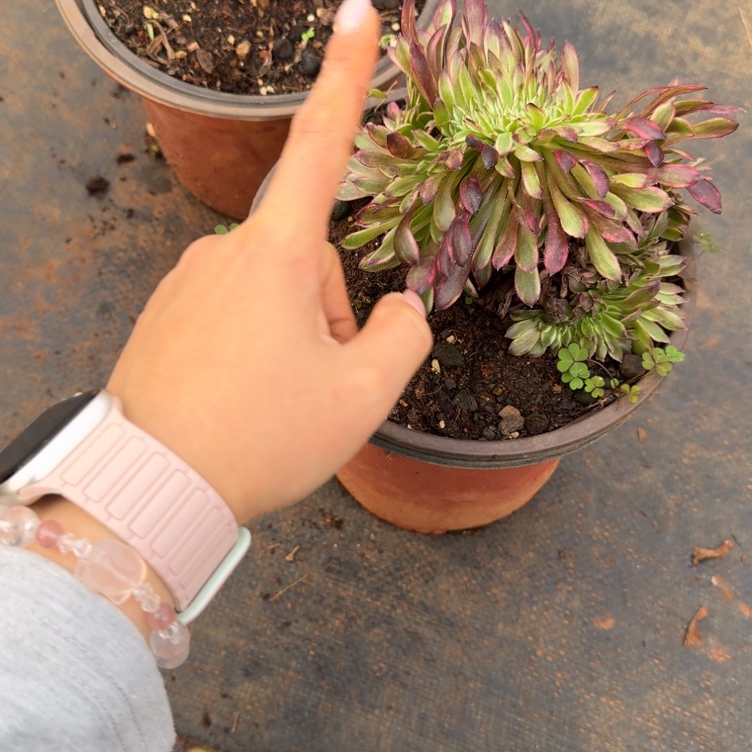 随****63昼夜仙缀化多肉植物满28包邮