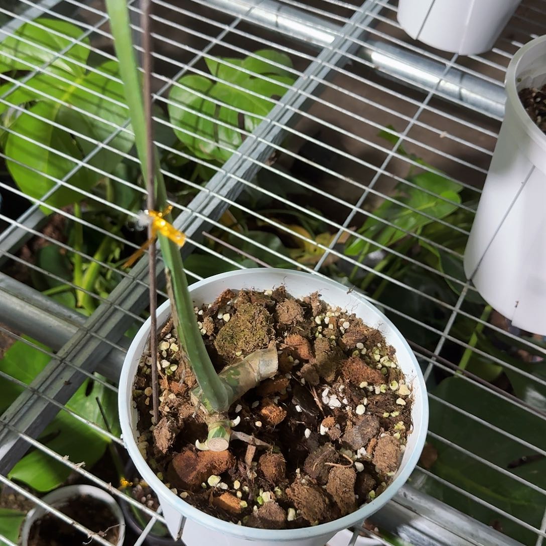 十***六无花朵龟背竹一物一拍