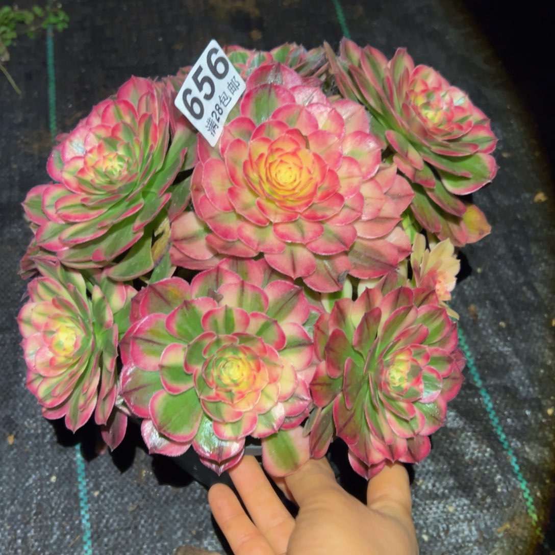 多肉植物656海神的