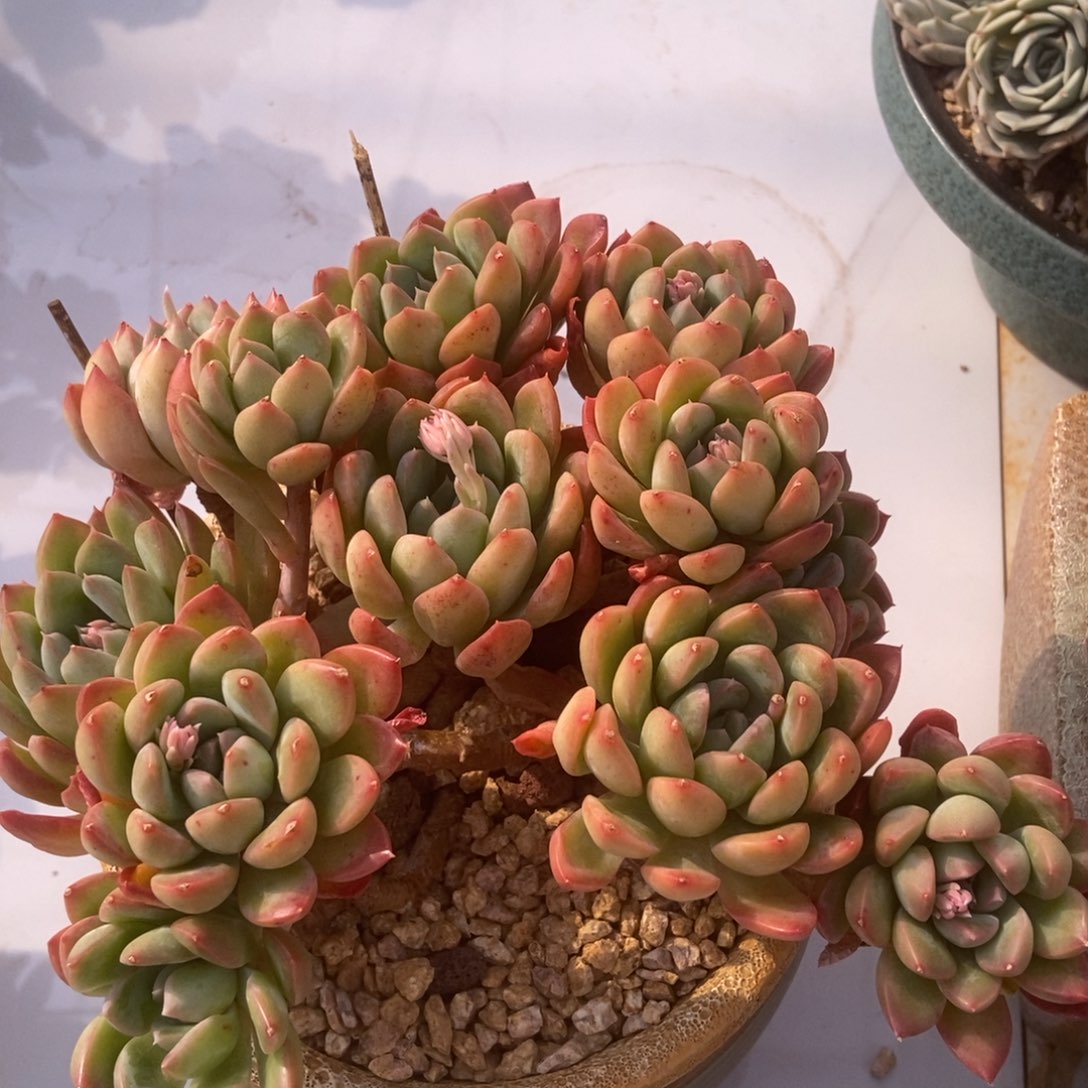 迈达斯多肉多肉多肉多肉