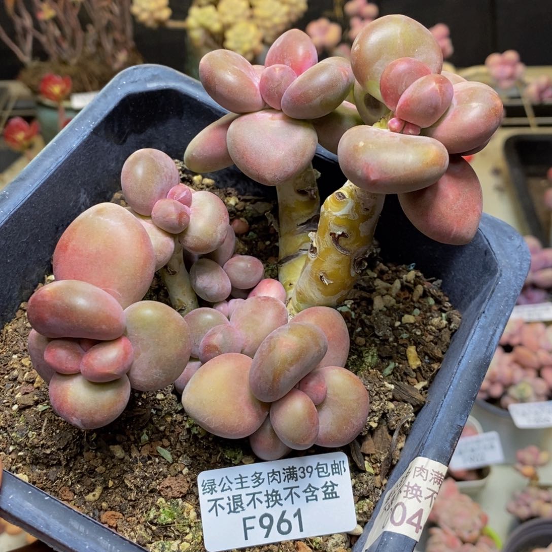 961芒果奶kk奶多肉9c m