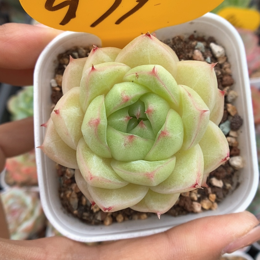 琉璃麦秆可拍979号。   