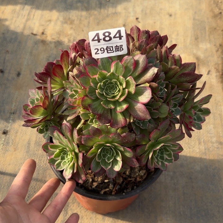 莲花……多肉植物……