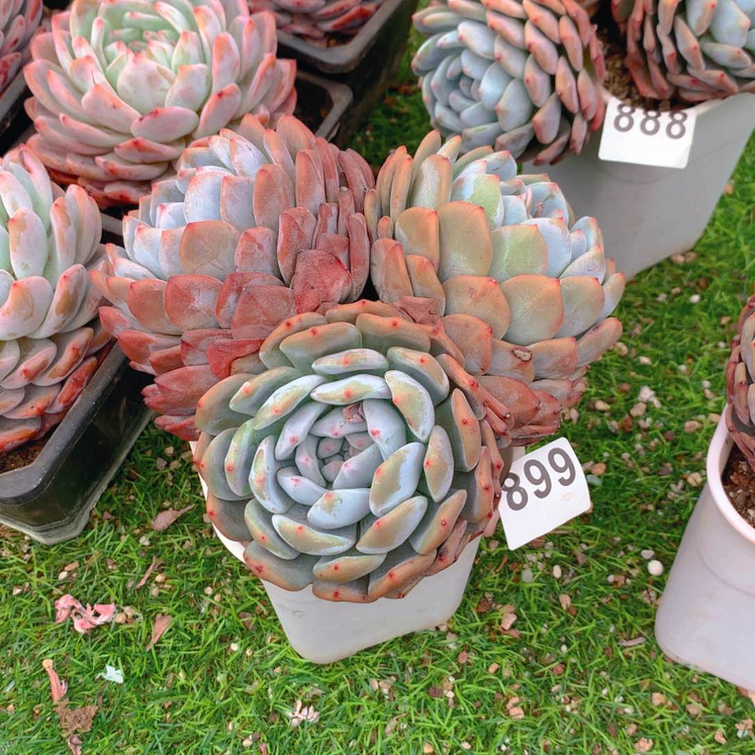 899橙子多肉植物