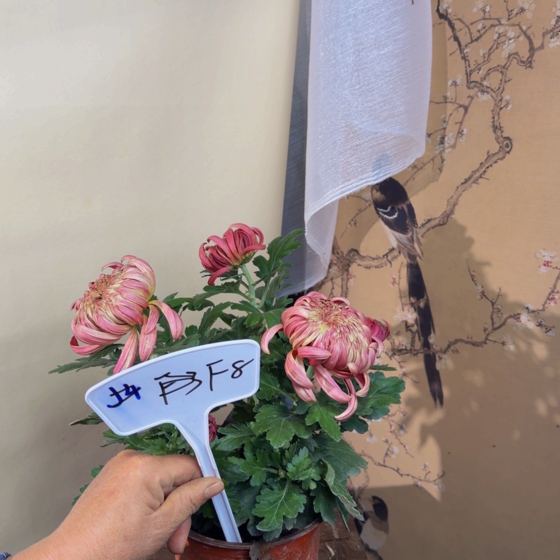 完全开放F88888888