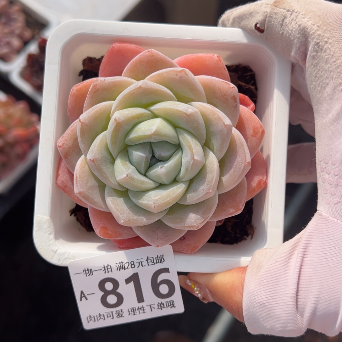 冰玉多肉多肉多肉多肉多肉