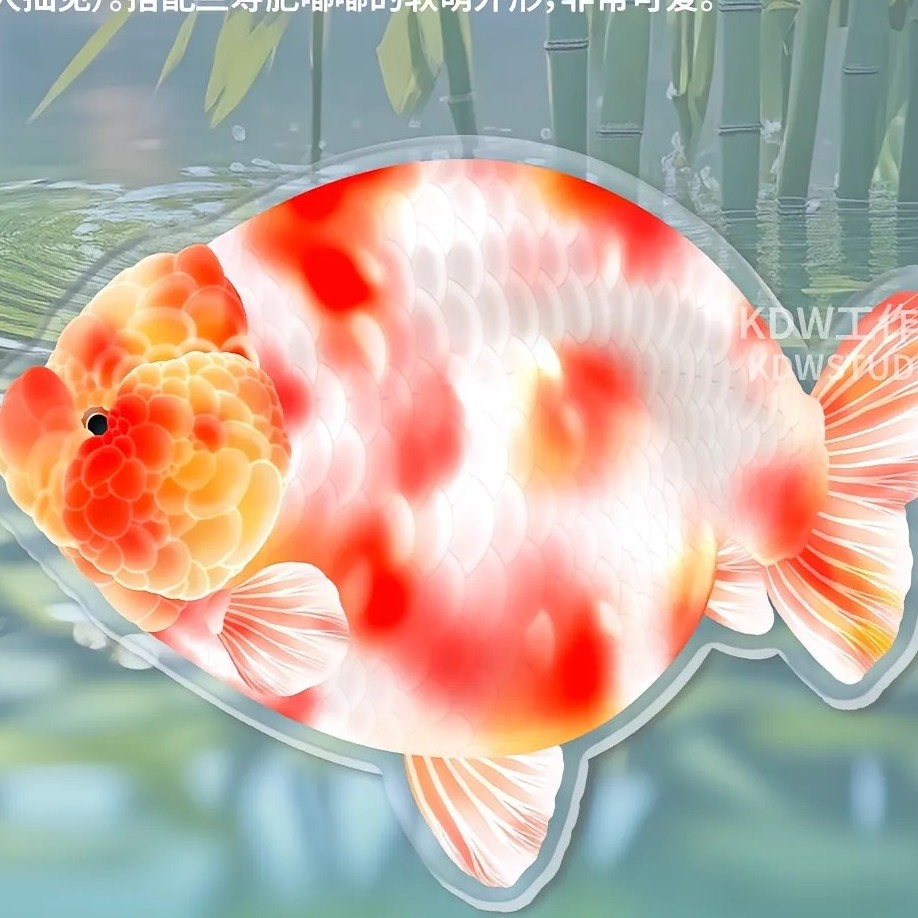 兰寿观赏鱼泰狮观赏鱼