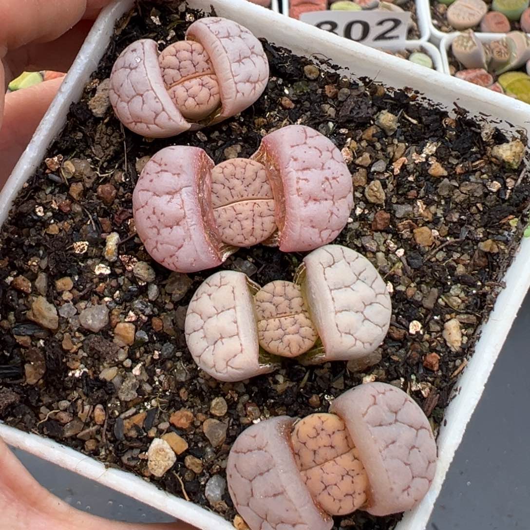 1.20好看的多肉831