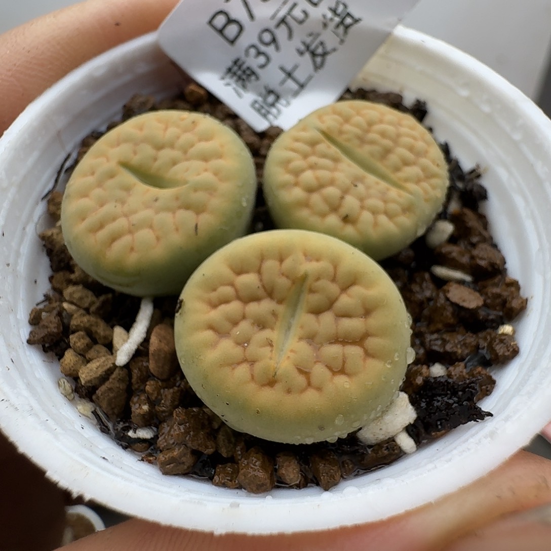 73多肉哈哈哈哈哈哈哈