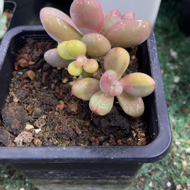 秋可园艺 桃蛋锦群