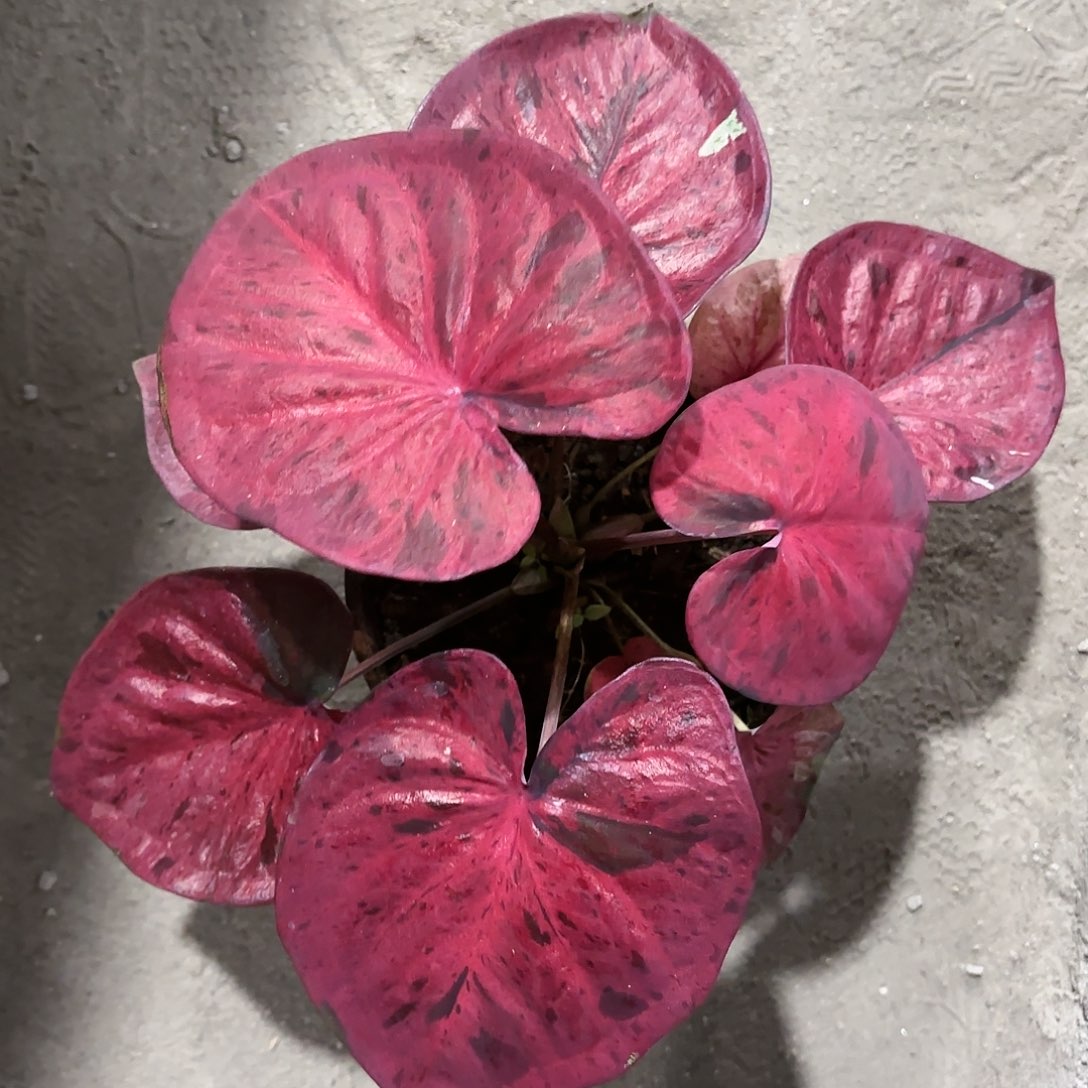 1051-0120粉毒彩叶芋泰国发货