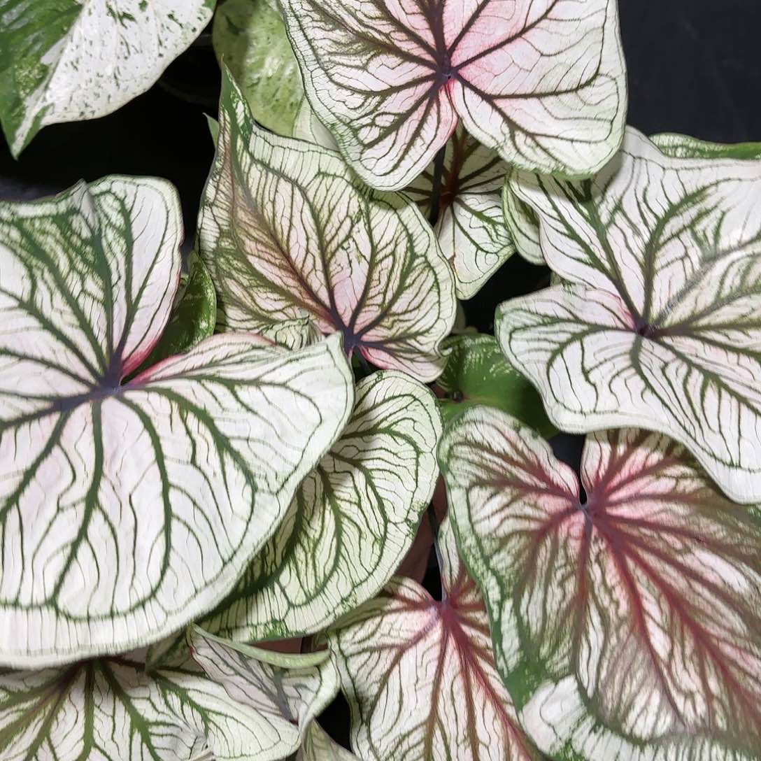 咸**人919-0113白蜘蛛彩叶芋泰国发货