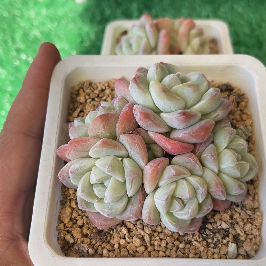 017冰玉群生小老庄8厘米