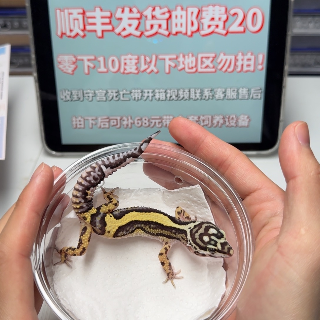 豹纹守宫土匪万圣节面具