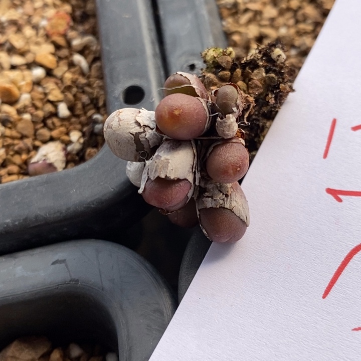 1773一群紫葡萄一群