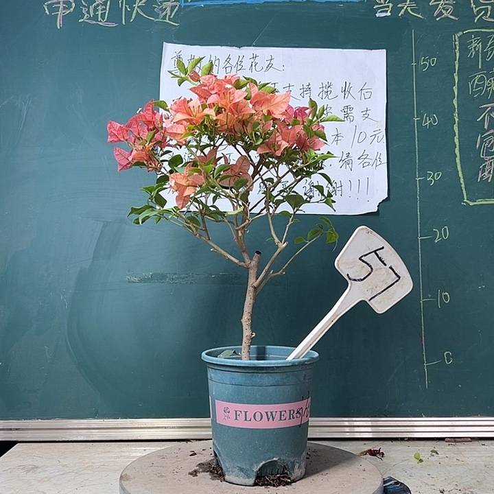 全部花苞 酒红  57