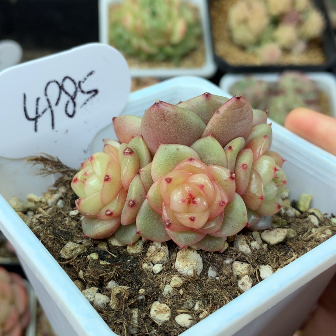 玉芷珍妮4头自然群4985