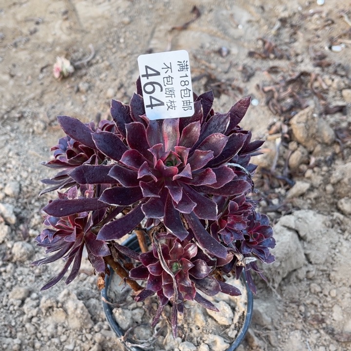 464蒙娜丽莎小手捧2