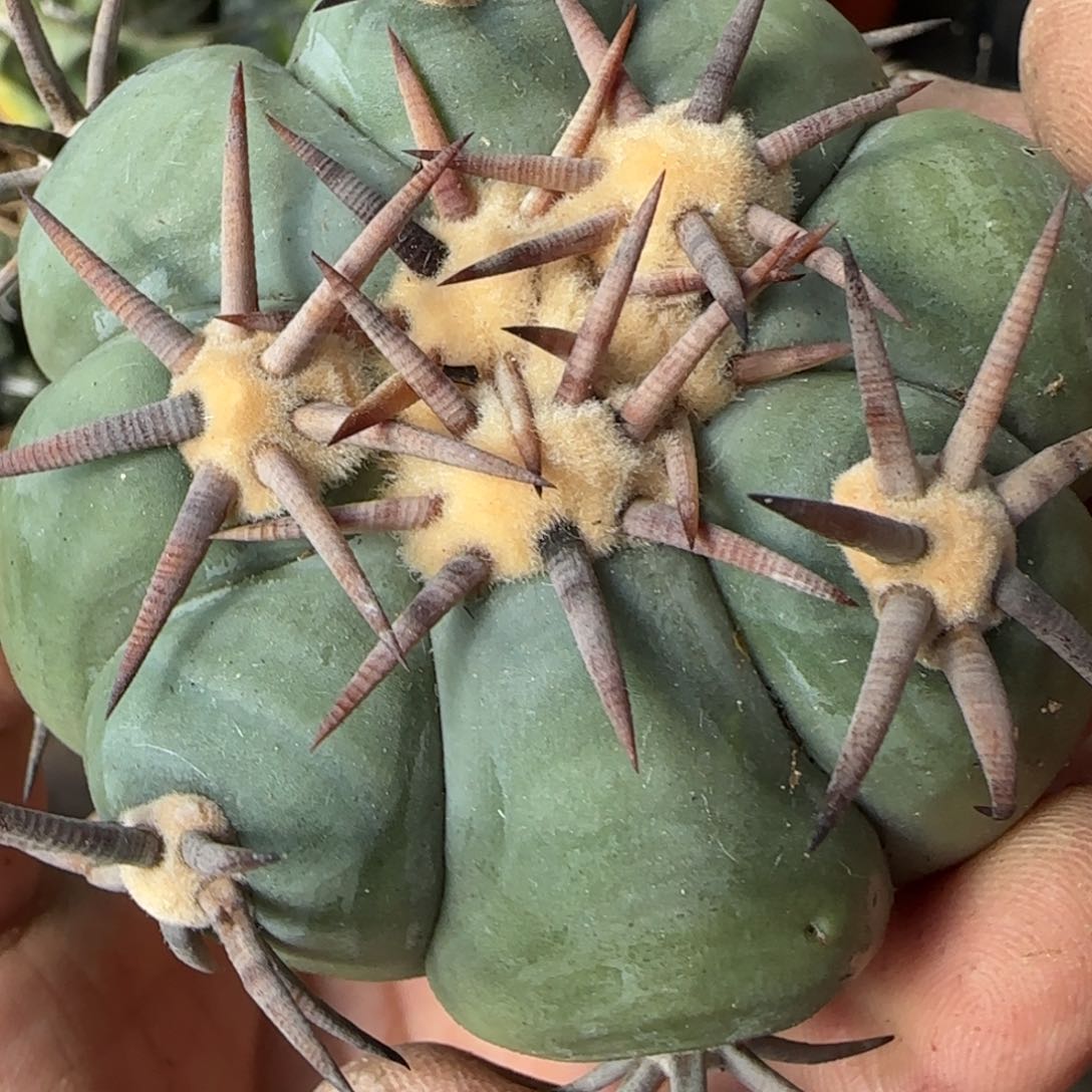 【闪购商品】自根优选花王316