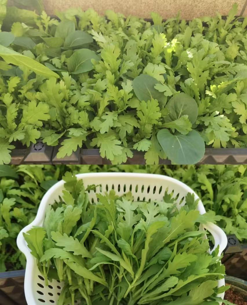 大叶茼蒿现拔现发【好东西】