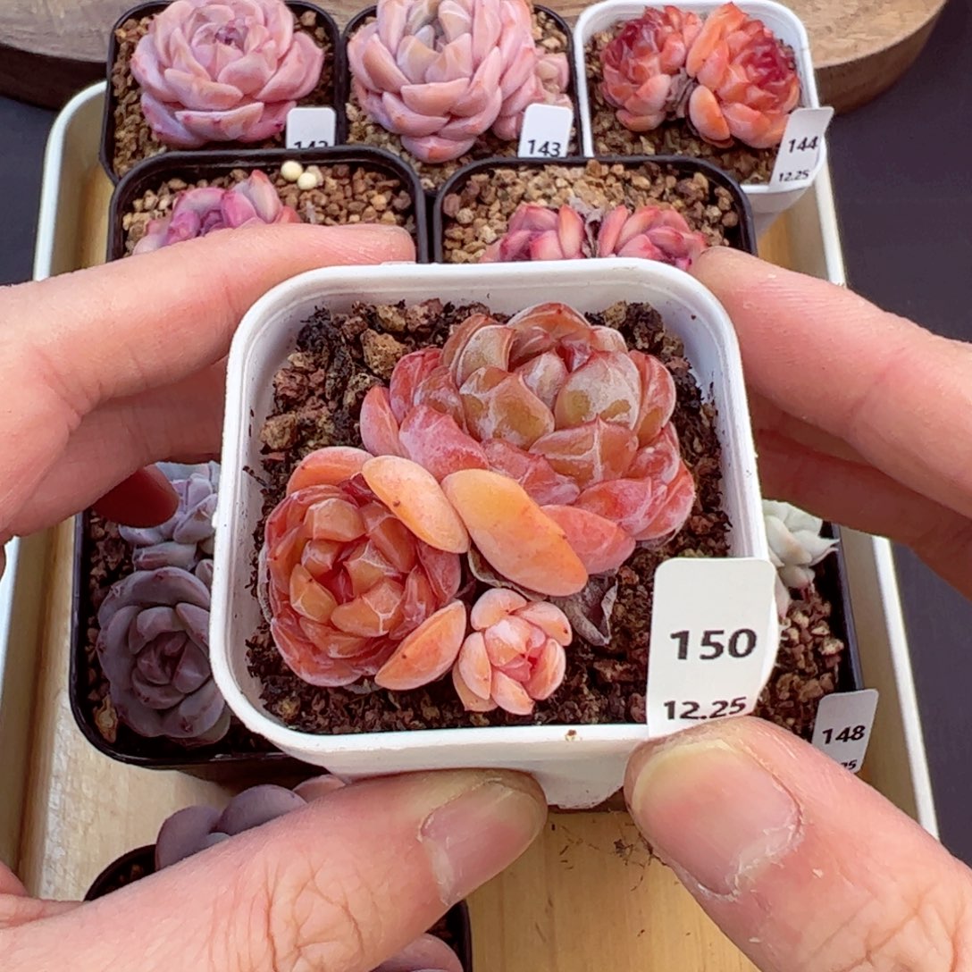 好好看150、哈哈哈哈