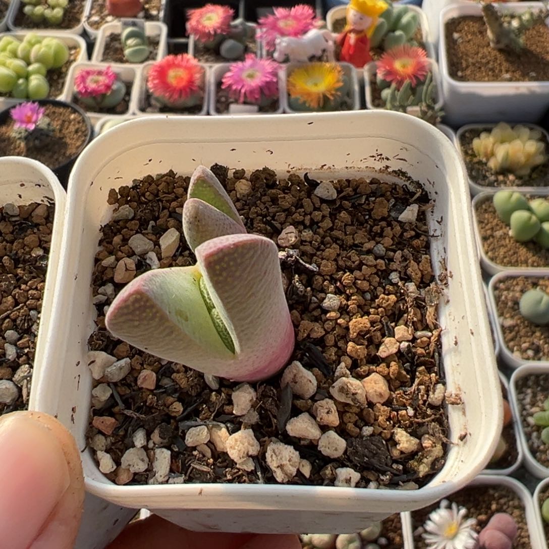 小***幸69多肉植物百科植物