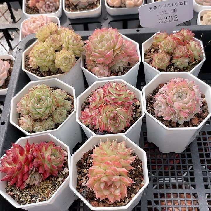 薇薇安园艺多肉2202