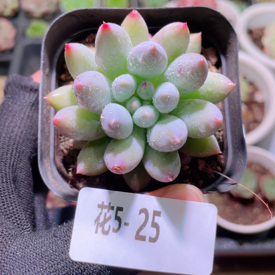 花利美5-25所罗门