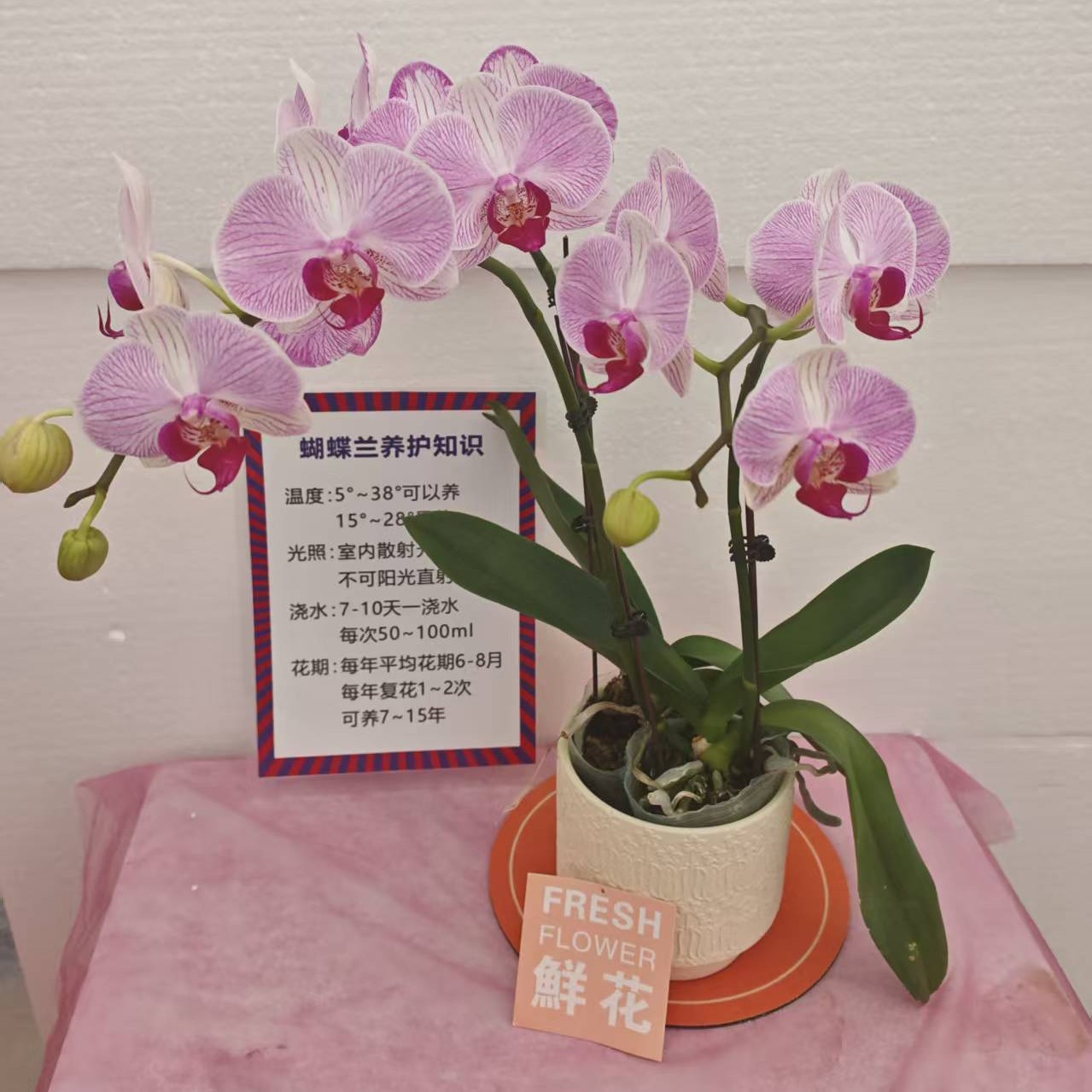 蝴蝶兰【水蜜桃】花苗盆栽带花剑花苞客厅室内四季好养观赏花卉