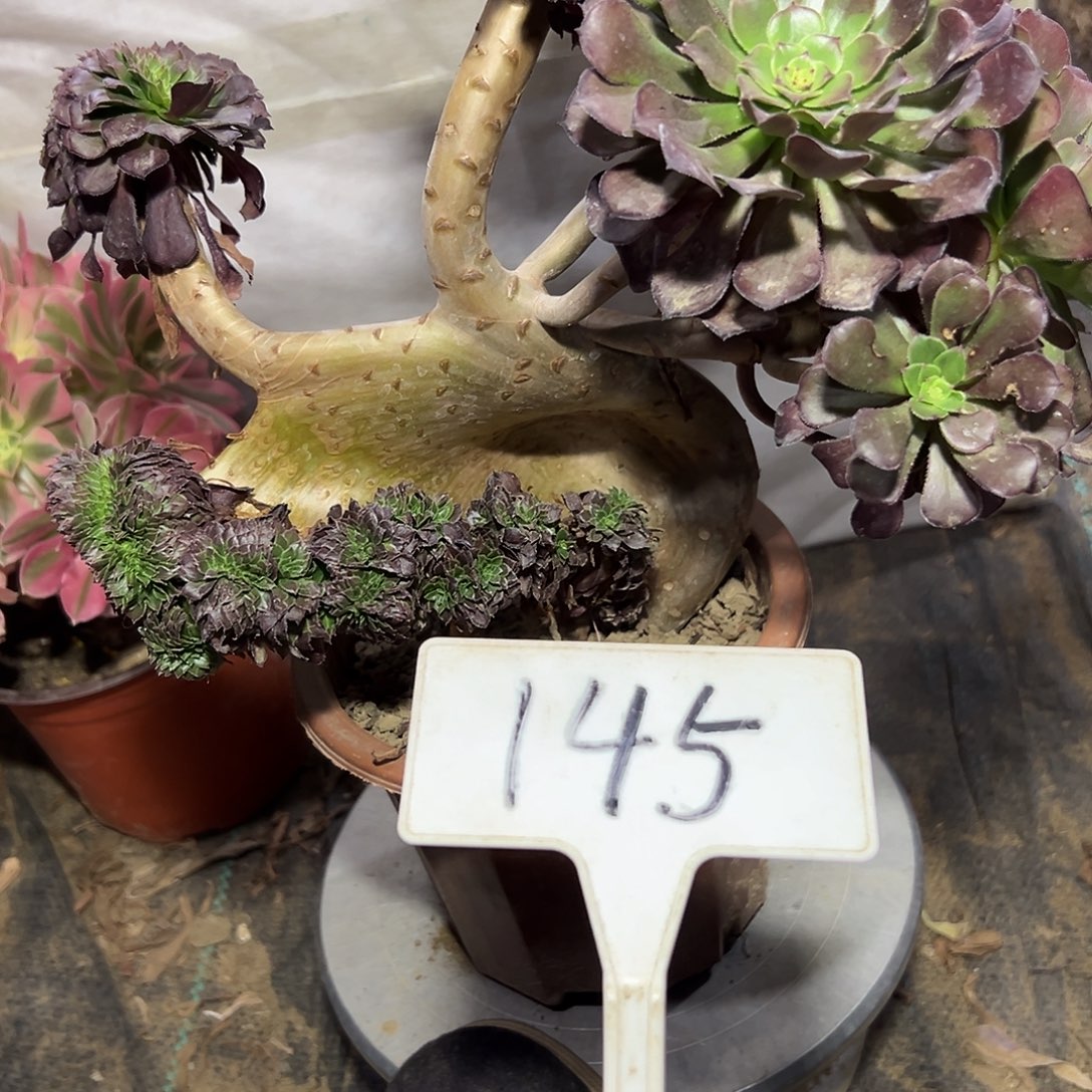 多肉植物铜壶缀花145