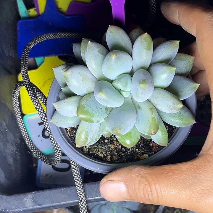 多肉植物胖体哥特816