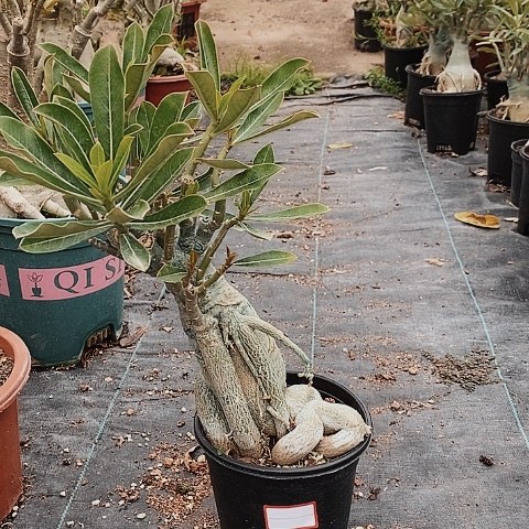 【闪购商品】阿*绿植