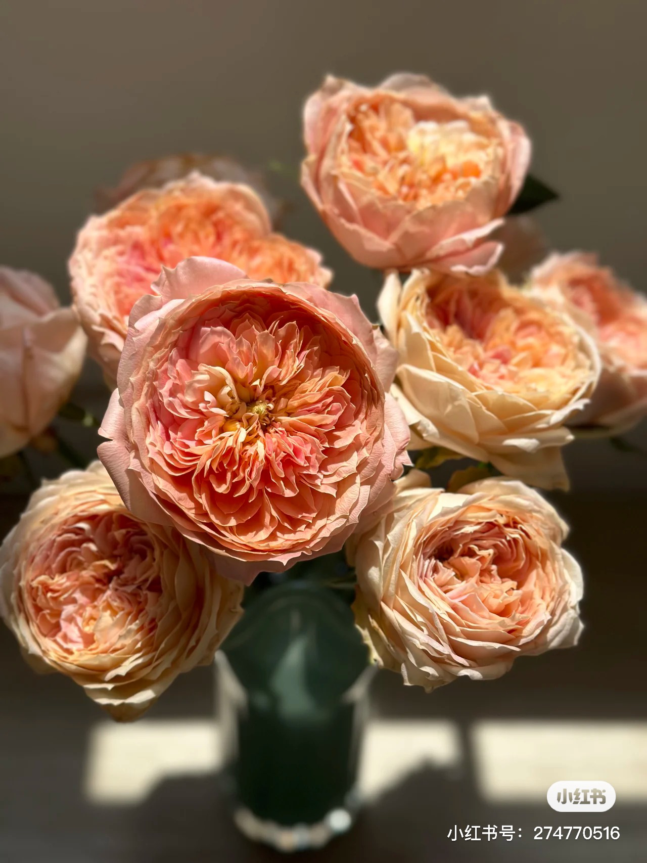 【德芮尔】奶糖古董 任三单顺丰空运包邮鲜切花10支装%20不售后