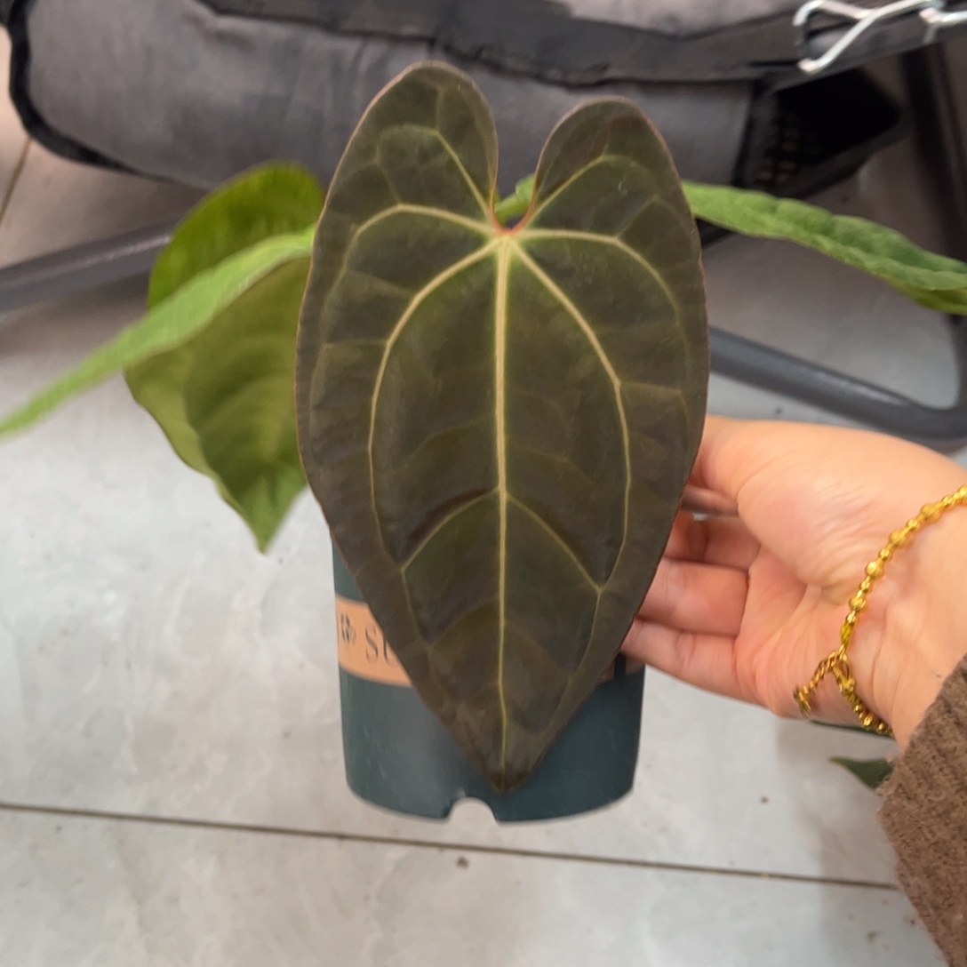 不开花植物papi杂（a13 活动无售后
