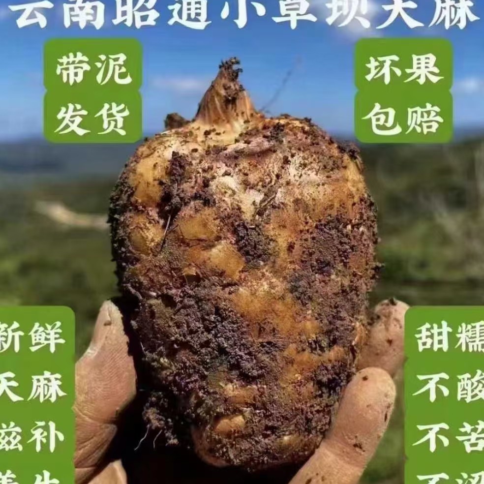 云南昭通特产小草坝新鲜天麻煲汤食材助农产品