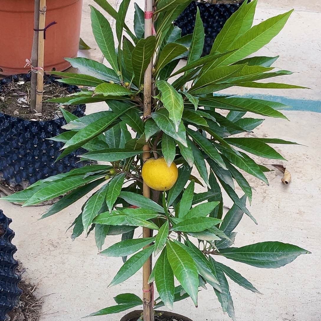 用***4无花朵88888888888888