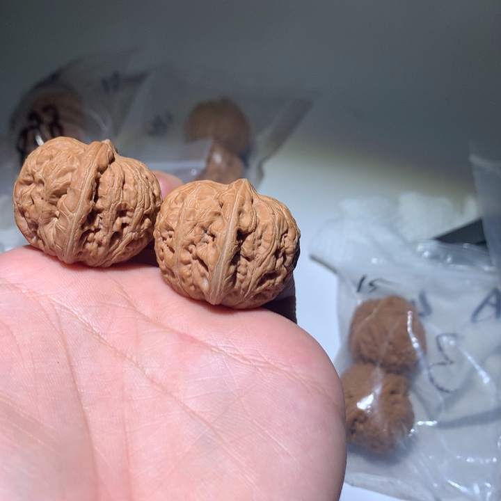 文玩核桃把件33元宝07号