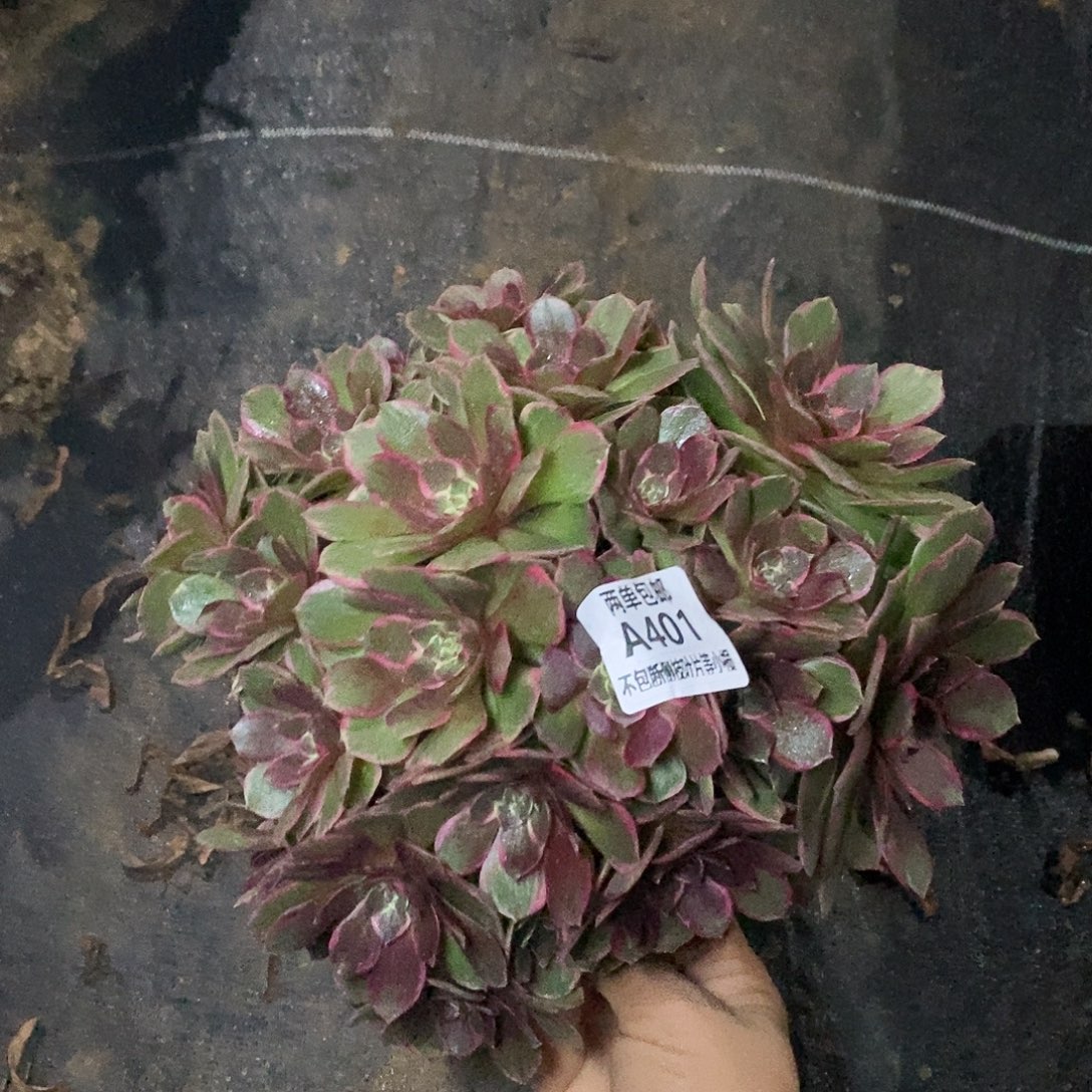 401粉花妖多肉摘心朵朵