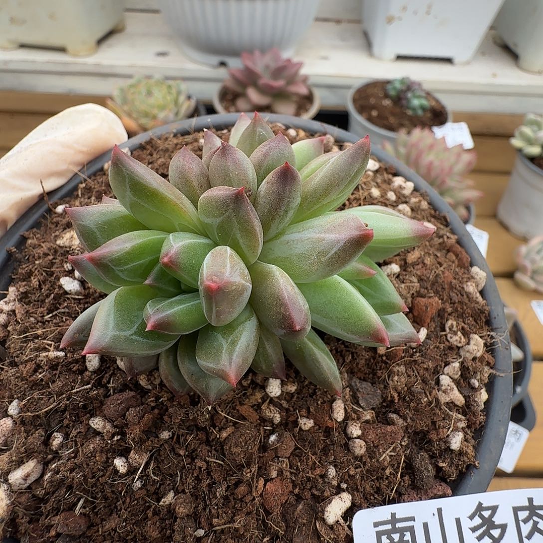 雪戴利11111111221-51