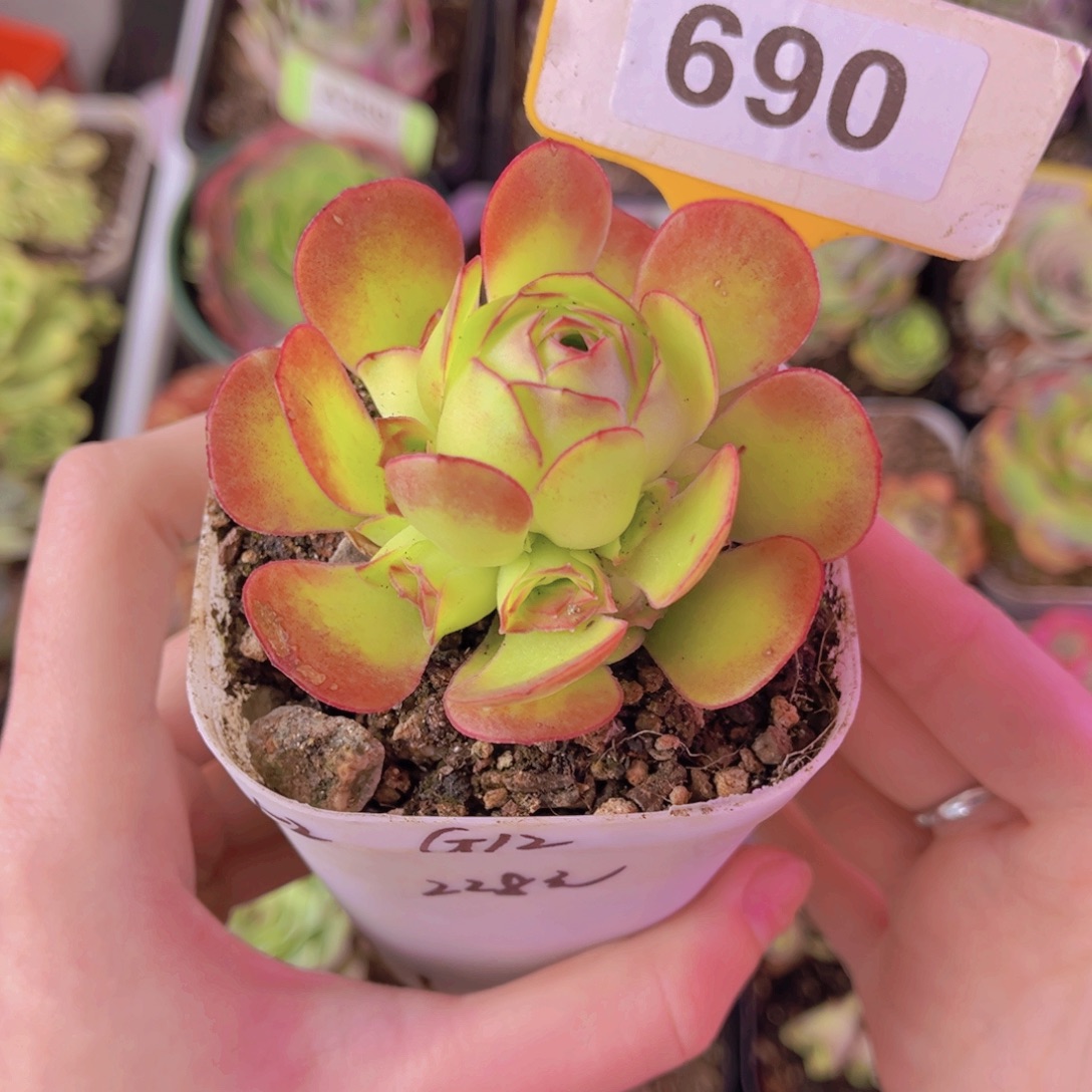 瑾***甜单品一物一拍690号