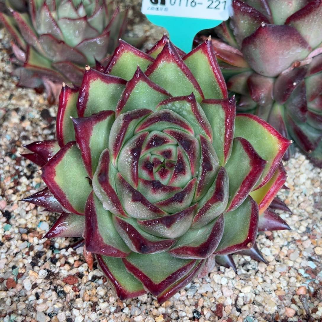 从前慢多肉精选编号0116.221