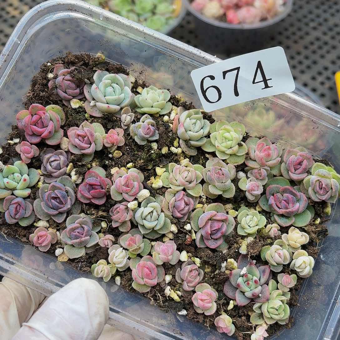 多肉植物多肉植物674